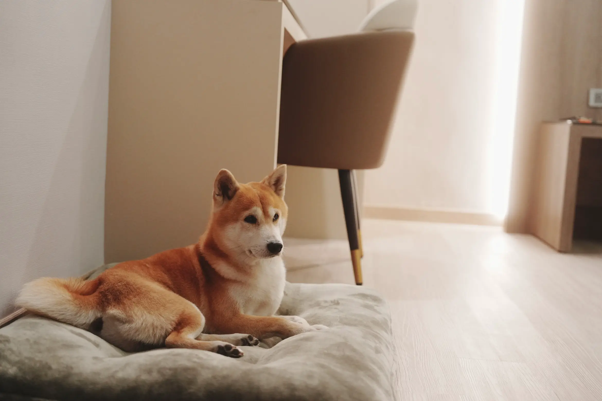 寵物房 Pet-Friendly