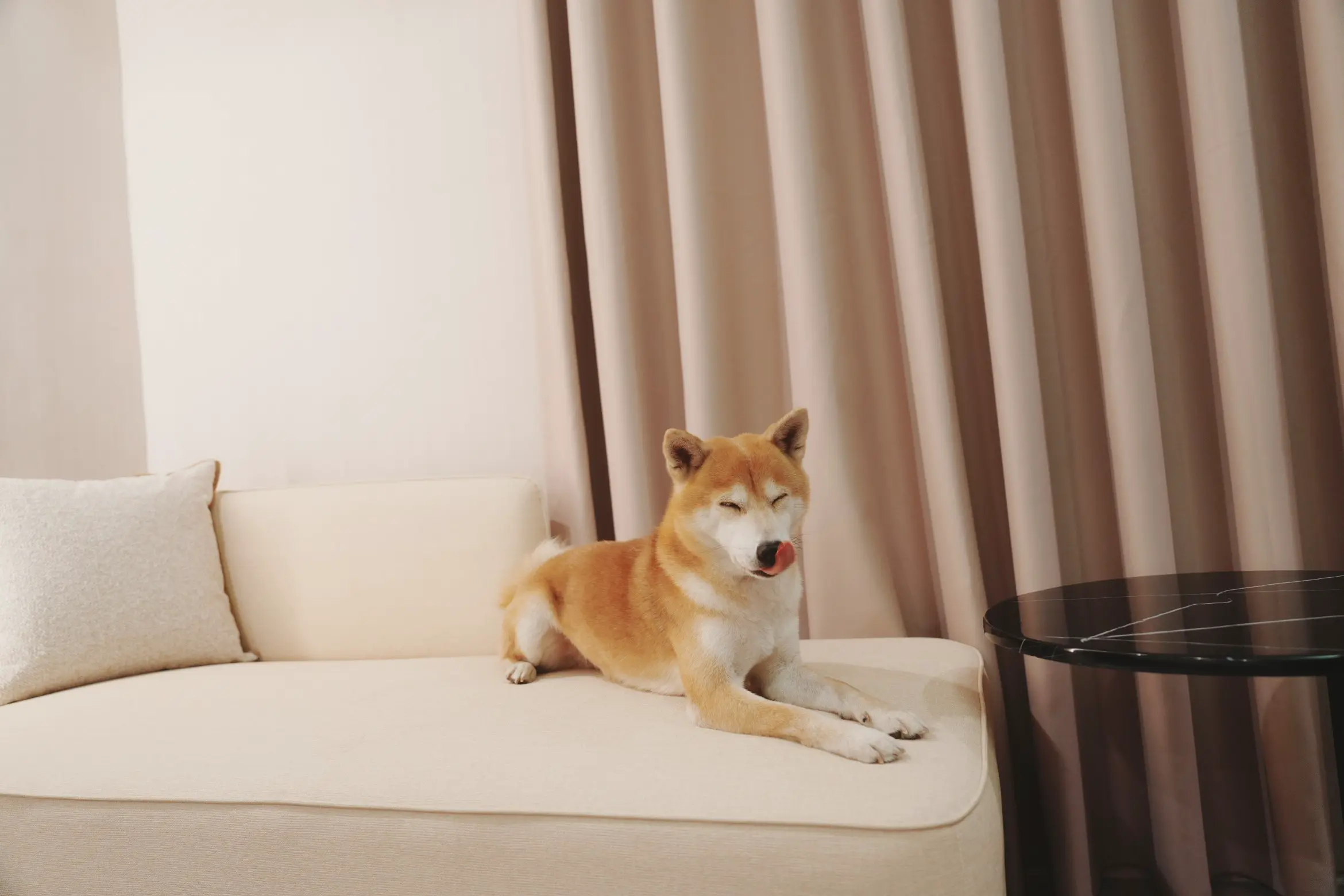 寵物房 Pet-Friendly